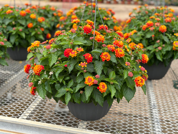 JCCC WALK IN PURCHASE  Lantana Larger 12” Hanging Basket ‘ not available for shipping
