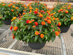 LAKEWAY WALK IN PURCHASE  Lantana Larger 12” Hanging Basket ‘ not available for shipping (Copy)