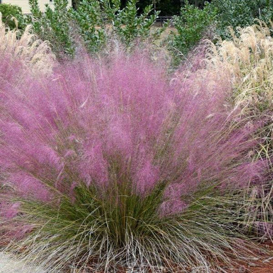 JCCC WALK IN PURCHASE Coastal Muhly Grass (Muhlenbergia capillaris) #4g  for walk in purchase only at our Johnson City Flash Garden (Not available for Pre-Order, Not available for shipping) you must be onsite at the Flash Garden to Purchase
