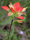 JCCC WALK IN PURCHASE  Indian Paintbrush 4”pot  Castilleja indivisa - for walk in purchase only - not available for shipping