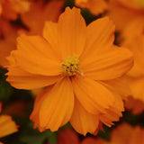 Cosmos 4”pot (Carpet Red, Carpet Gold or Mandarin) for walk in purchase. Not available for Pre-Ordering at this time.  You must be on-site, in person at a Flash Garden to purchase these.