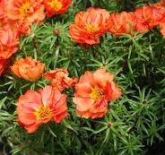 LAKEWAY WALK IN PURCHASE Portulaca  Larger 12” Hanging Basket Happy Hour Orange  for walk in purchase only, Not for Pre-Order at this time.  You must be onsite at a Flash Garden to purchase these