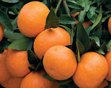 RESERVE Yours -PRE-ORDER NOW! CITRUS TREES  #3/5 pot size -for pick up @ Flash Garden LAKEWAY early Spring -Pre-Order deadline is 2/15/25 or when we run out. USE PULL DOWN MENUS TO CHOOSE Varieties