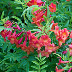 LAKEWAY WALK IN PURCHASE Esperanza ‘Bells of Fire’ #5  you must be onsite at Flash Garden Lakeway to purchase these.  Not available for Pre-Ordering at this time