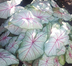 LAKEWAY  Summer Breeze Caladium 4” for WALK-IN purchase ONLY at our LAKEWAY Flash Garden  NOT AVAILABLE FOR PRE-ORDERING AT THIS TIME - you have to be onsite to purchase.