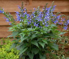 LAKEWAY WALK IN PURCHASE  Salvia ‘Salgoon Lake Como’   Party Ready 14”plastic Terracotta pot-aka Black & Blue - not available for Pre-Ordering.  You must be onsite at a Flash Garden to purchase these