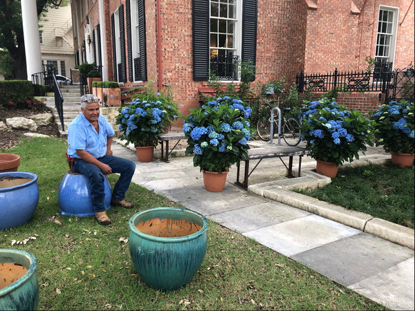 JCCC WALK IN PURCHASE Party Ready Blue OR White Florist Quality Hydrangea 20”decorative Terra Cotta colored plastic pot (really large)  USE THE PULL DOWN MENU TO CHOSE COLOR WHITE OR BLUE & to get the DISCOUNTED PRICE    - not available for shipping