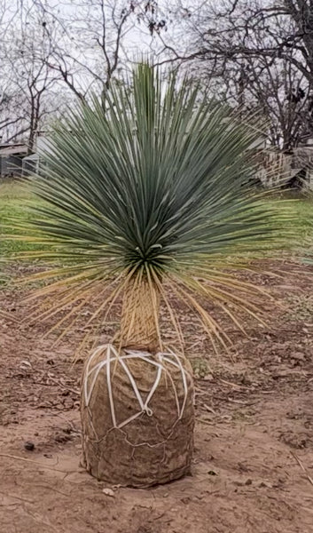 JCCC  WALK IN PURCHASE - Specimen Yucca rostrata 4’ tall - balled & Bur-lapped - aka Beaked Yucca - 24” clay pot or large Cast Stone pot - sold separately