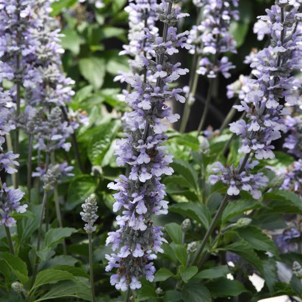 Salvia ‘Blue Chill’ Qt pot, for walk-in purchase only at a Flash Garden, not available for Pre-Ordering at this time, you must be onsite, in person, at a Flash Garden to purchase these.