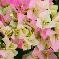 JCCC WALK IN PURCHASE Bougainvillea #5Trellised Thai Delight  for walk in purchase at a Flash Garden  not available for pre-ordering at this time , you must be on site, in person at the Flash garden to purchase these