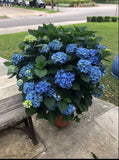 JCCC WALK IN PURCHASE Party Ready Blue OR White Florist Quality Hydrangea 20”decorative Terra Cotta colored plastic pot (really large)  USE THE PULL DOWN MENU TO CHOSE COLOR WHITE OR BLUE & to get the DISCOUNTED PRICE    - not available for shipping