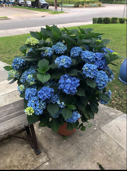 JCCC WALK IN PURCHASE Party Ready Blue OR White Florist Quality Hydrangea 20”decorative Terra Cotta colored plastic pot (really large)  USE THE PULL DOWN MENU TO CHOSE COLOR WHITE OR BLUE & to get the DISCOUNTED PRICE    - not available for shipping