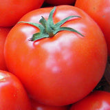 Pre-Order  Famous Jacksonville Tomatoes for customer pick up at one of our Flash Gardens *** USE THE PULL DOWN MENU TO CHOOSE  YOUR PICK UP LOCATION ***