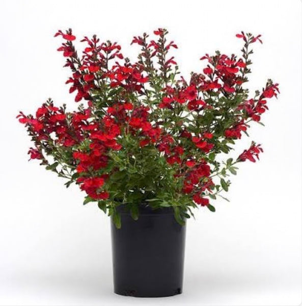 JCCC -  WALK IN PURCHASE  - Salvia greggii  #1 ‘Mirage Cherry Red’ (new color)  for walk in purchase only at the Flash Garden @ Johnson City Coffee Co - you have to be on-site at the flash garden in Johnson City TX  to purchase these