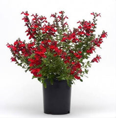 JCCC -  WALK IN PURCHASE  - Salvia greggii  #1 ‘Mirage Cherry Red’ (new color)  for walk in purchase only at the Flash Garden @ Johnson City Coffee Co - you have to be on-site at the flash garden in Johnson City TX  to purchase these