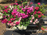 PRE-ORDER   Premium Planted 44" Heavy Duty Hayrack - for customer pick up @ College Station Friday 9/22/23 ,  @ Lakeway Saturday  9/23/20 10:30am-12:30pm or  @ Driftwood Sunday  9/24/23   3-5pm    Very limited numbers - only 5 available.