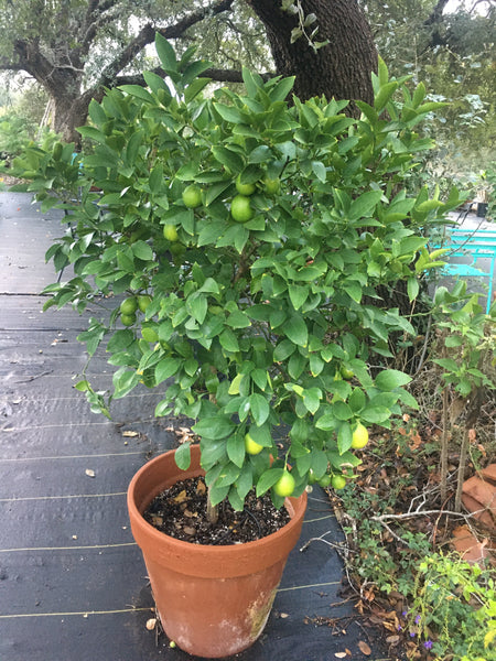 Specimen Patio Tree Improved Meyers Lemon 20” Standard Clay Pot for Walk in Purchase at Our Flash Garden at Fall Creek Vineyards Driftwood(not available for Pre-Ordering at this time) please come in and hand pick yours