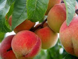 PRE-ORDER Tasty Texas Peaches 1/4 peck Customer pickup @ Flash Garden Lakeway(15358 Flamingo Dr S 78734) 5/17/25 10am-12 during Austin Flocking *reserve your Free T-Shirt too*-PreOrderDeadline Wed 5/14/25 orwhenwerunout  almost certain to sell out quickly