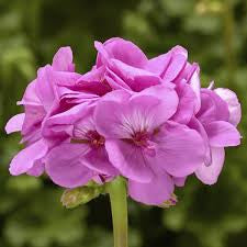 RESERVE Yours - preorder (w/ 2 buck discount) Now 6”Geraniums Pre-Order Deadline 2/15/25 or when we run out for pick up @ Flash Garden LAKEWAY early Spring(March).  We will update pick up dates soon - we will run out - we do every year