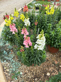 BCS WALK-IN-PURCHASE - Rocket Snapdragon (Tallest Variety) Party Ready in 20” Plastic Terracotta Planter  Mixed Colors for walk-in purchase at Flash Garden Lakeway only - not available for shipping