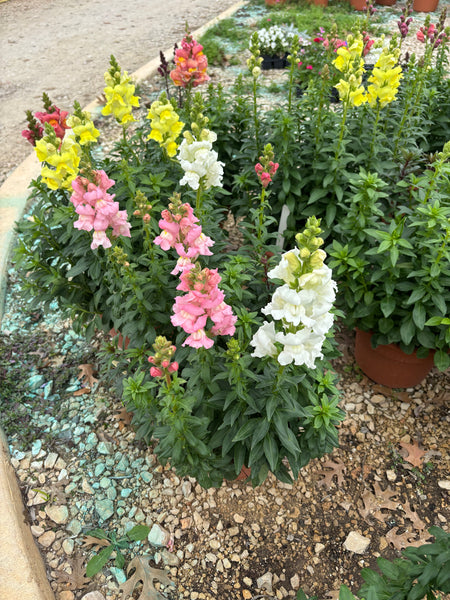 BCS WALK-IN-PURCHASE - Rocket Snapdragon (Tallest Variety) Party Ready in 20” Plastic Terracotta Planter  Mixed Colors for walk-in purchase at Flash Garden Lakeway only - not available for shipping