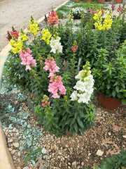 RESERVE YOURS NOW - Rocket Snapdragon (Tallest Variety) Party Ready in 10” Plastic Terracotta Planter Mixed Colors for pick up College Station FRi 1/9  5-7pm , Lakeway Sat 1/10  10am-Noon, Johnson City Sat 1/10  4-6pm Limited Limited Numbers