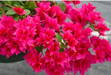 RESERVE Yours preorder(discount) Now .  Bougainvillea Classic 10”Hanging basket-Limited Numbers - for customer pick up Early/Mid Spring 2025 - they dont like cool temps. we will update specific dates soon