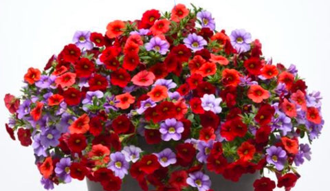 RESERVE YOURS-Calibrachoa-MIxMasters Minibells Larger 12"Hanging Basket Assorted Colors Pick up at our First Flash Garden of the 2025 Season-likely early to mid April-watching weather-will update pick up time asap Limited numbers Reserve by2/15/25