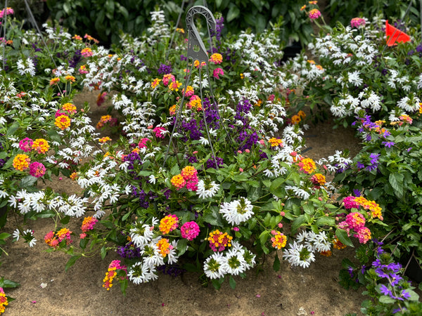 LAKEWAY WALK IN PURCHASE  Combo Larger 12” Hanging Basket ‘ not available for shipping