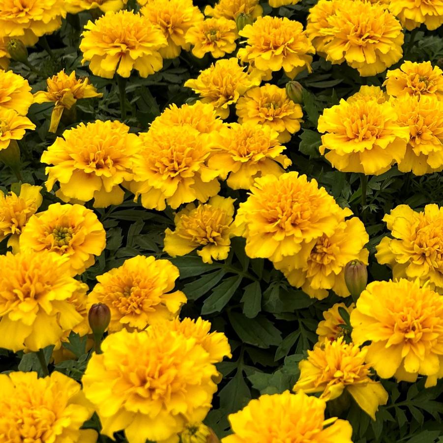 pot size for marigold plant Marigold 4"pot size for WALK-IN purchase ONLY at our LAKEWAY Flash Gar – Pots & Plants