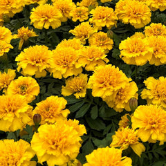 Marigold 4"pot size  for WALK-IN purchase ONLY at our LAKEWAY Flash Garden  NOT AVAILABLE FOR PRE-ORDERING AT THIS TIME - you must be onsite to purchase.