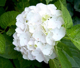 JCCC WALK IN PURCHASE Party Ready Blue OR White Florist Quality Hydrangea 20”decorative Terra Cotta colored plastic pot (really large)  USE THE PULL DOWN MENU TO CHOSE COLOR WHITE OR BLUE & to get the DISCOUNTED PRICE    - not available for shipping
