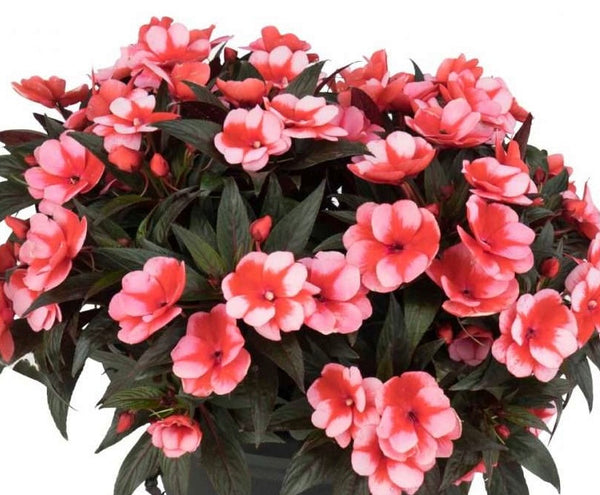 New Guinea Impatiens 10”(regular size)Hanging basket-for WALK-IN purchase ONLY at our LAKEWAY Flash Garden  NOT AVAILABLE FOR PRE-ORDERING AT THIS TIME - you must be onsite to purchase.