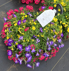 COLLEGE STATION  WALK IN PURCHASE  Spring Combo Larger 12” Hanging Basket ‘Rose Verbena/Calibrachoa Combo’ Hanging Basket  not available for shipping