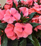 New Guinea Impatiens 10”(regular size)Hanging basket-for WALK-IN purchase ONLY at our LAKEWAY Flash Garden  NOT AVAILABLE FOR PRE-ORDERING AT THIS TIME - you must be onsite to purchase.