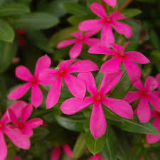 JCCC - WALK IN PURCHASE Upright KAWAII  Vinca 6” ROSE -Catharanthus XDR -  NOT available for pre-ordering at this time - you must be onsite at the Flash Garden @ Johnson City Coffee Co  to purchase these