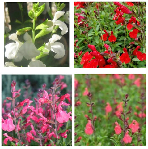 Pre-Order Salvia greggii #1 with Pre-Order Discount Price - for customer pick up at FG#3 4/27/24-4/28/24 Pre-Order Deadline is 4/25 or when we run out. Use the Pull Down Menu NOW to choose color and to see Discounted Prices