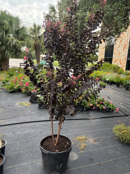 LAKEWAY WALK IN PURCHASE Thunderstruck - Crape Myrtle 20g