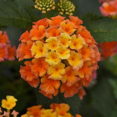 Lantana Qt Shamrock Peach  For walk in purchase only at a Flash Garden NOT available for pre-ordering at this time - you must be onsite- in person- at the Flash Garden to purchase these