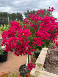 RESERVE Yours Pre-Order Now -Very Limited numbers-Exceptional,Large/Tall Bougainvillea 20g Specimen Patio Tree - Single Red/Fuchsia for pick up in late Spring-likely late April/Early May-will update exact pick up dates soon-pre-order deadline 2/15/25