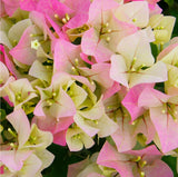 RESERVE Yours preorder(discount) Now .  Bougainvillea Classic 10”Hanging basket-Limited Numbers - for customer pick up Early/Mid Spring 2025 - they dont like cool temps. we will update specific dates soon