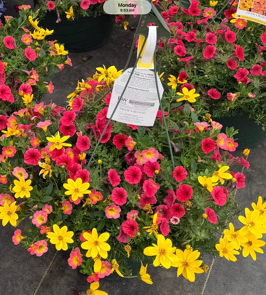 COLLEGE STATION WALK IN PURCHASE Spring Combo Larger 12” Hanging Basket ‘Tiger’s Blood’ Hanging Basket - not available for shipping