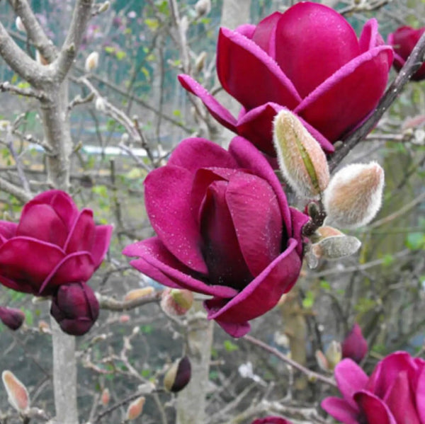 JCCC WALK IN PURCHASE -PARTY READY - Hard to Find  ‘Super Specimen’ Saucer Magnolia ‘Jeanie’ 24” decorative  plastic terra cotta planter  - NOT AVAILABLE FOR PRE-ORDERING - YOU MUST BE ONSITE AT A FLASH GARDEN TO PUCHASE THIS not available for shipping
