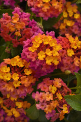 LAKEWAY WALK IN PURCHASE Lantana ‘Passionfruit’ #1pot not available for Pre-Ordering at this time.  You must be onsite at the Flash Garden to purchase these
