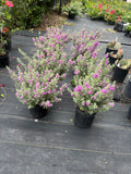 PRE-ORDER FOR PICK UP AT A FLASH GARDEN Heavenly Cloud Sage #4       Leucophyllum X ‘Heavenly Cloud’