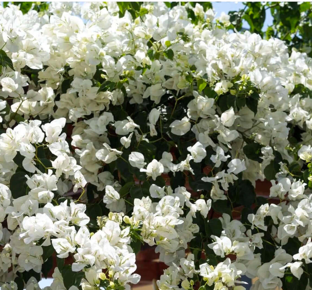 bougainvillea plant hanging basket JCCC WALK IN PURCHASE
