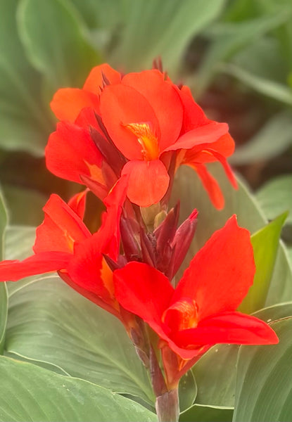 Canna #1 assorted colors for walk in purchase only, at a Flash Garden. Not available for Pre-Ordering at this time. You must be onsite at a Flash Garden to purchase these