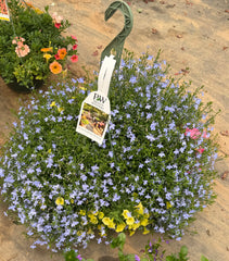 COLLEGE STATION WALK IN PURCHASE  Spring Combo Larger 12” Hanging Basket ‘Azure Lobelia Combo’ Hanging Basket  not available for shipping