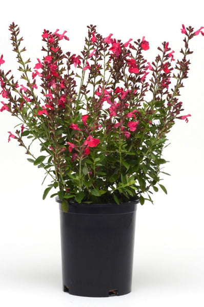 JCCC -  WALK IN PURCHASE  - Salvia greggii  #1 ‘Mirage Hot Pink’ (new color)  for walk in purchase only at the Flash Garden @ Johnson City Coffee Co - you have to be on-site at the flash garden in Johnson City TX  to purchase these