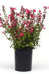 JCCC -  WALK IN PURCHASE  - Salvia greggii  #1 ‘Mirage Hot Pink’ (new color)  for walk in purchase only at the Flash Garden @ Johnson City Coffee Co - you have to be on-site at the flash garden in Johnson City TX  to purchase these